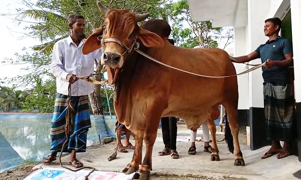 কোরবানির হাট কাঁপাতে আসছে বাগেরহাটের ‘লাল বাদশা