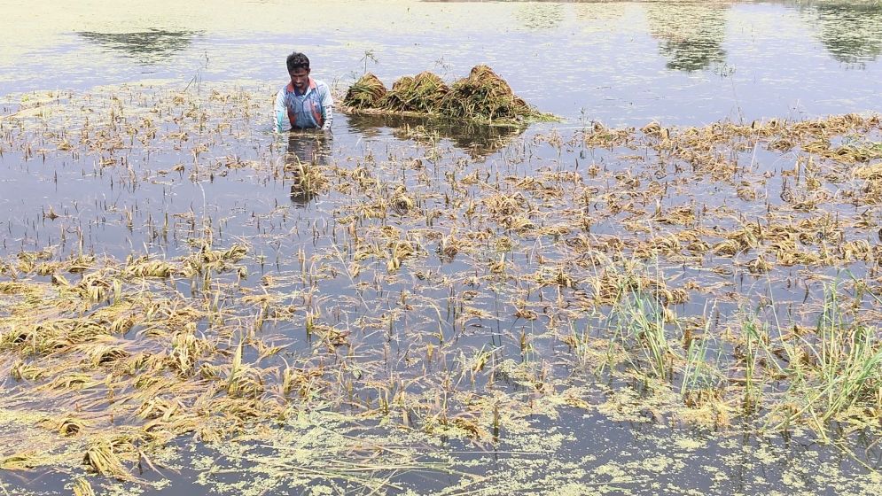 বৃষ্টির পানিতে গৌরীপুরে ধানের ব্যাপক ক্ষতি, বিনামূল্যেও গ্রহণে অনীহা
