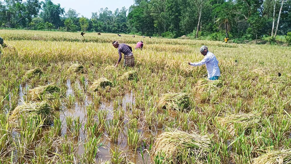 জোঁকের জন্য ধান কাটতে পারছেন না কৃষকরা